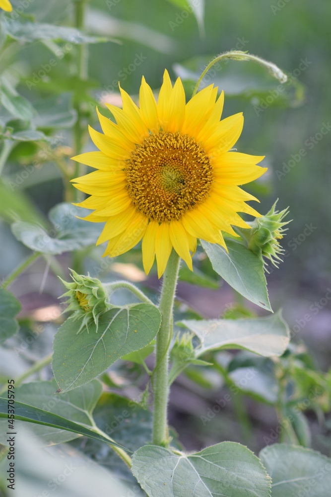 sunflowers yellow flowers bloom fall sun petals sunflowers yellow flowers bloom fall sun petals