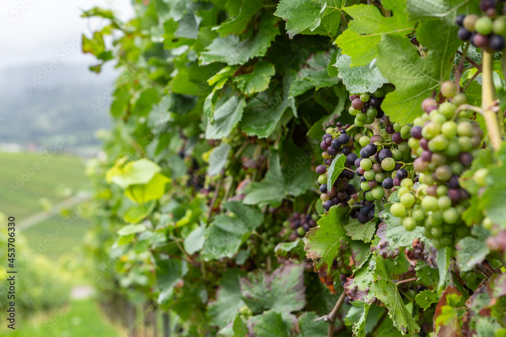Grapevine creepers on a vineyard at Weinstadt, near Stuttgart, Baden-Württemberg