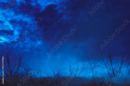 Spooky forest with dead trees at misty night