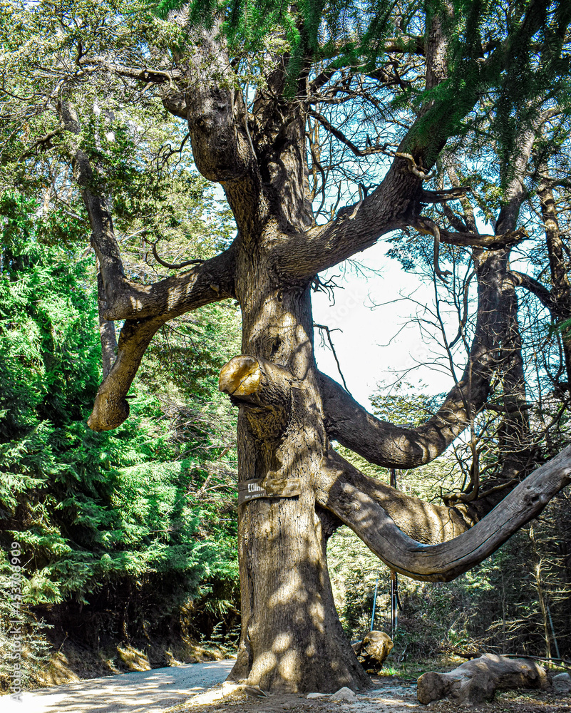 Fototapeta premium old oak tree