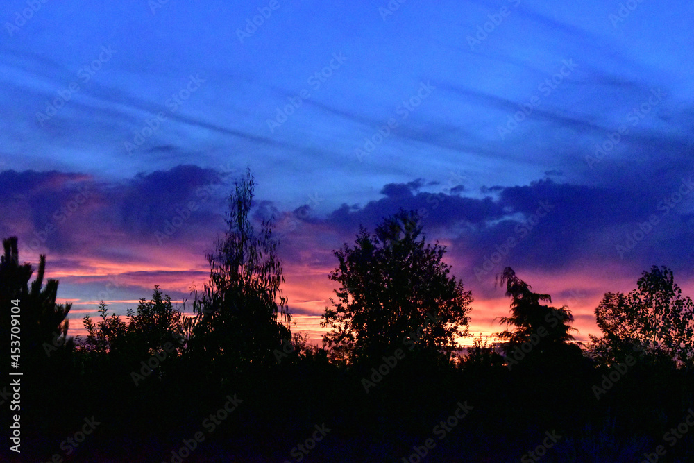 Fototapeta premium sunset in the forest