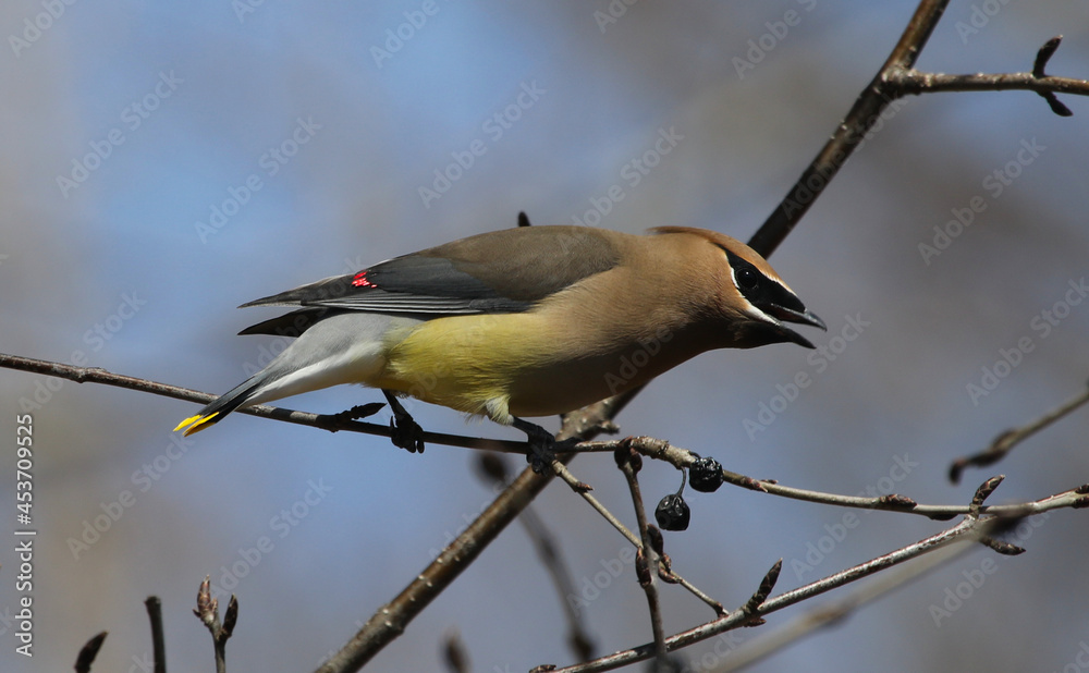 A Cedar Waxwing (Bombycilla cedrorum) posing on a branch in Waterloo, Ontario, Canada. A Cedar Waxwing (Bombycilla cedrorum) posing on a branch in Waterloo, Ontario, Canada.