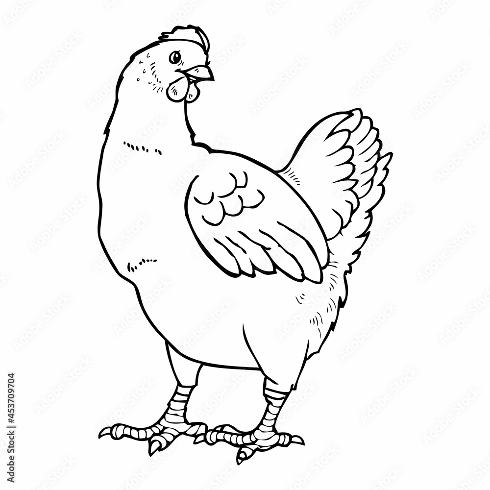 chicken sketch vector illustration chicken sketch vector illustration