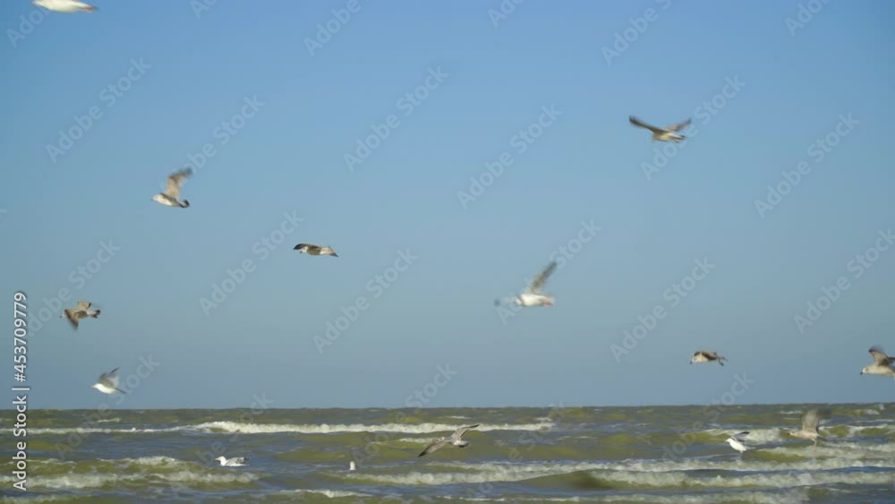 big group of seagulls are flying and landing on the sea when the tide is in making it difficult for them to relax in Kent sea side big group of seagulls are flying and landing on the sea when the tide is in making it difficult for them to relax in Kent sea side