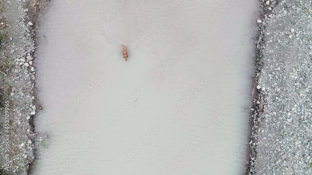 Golden Retriever Fetching A Stick Thrown Into The Pond. - Overhead Shot Golden Retriever Fetching A Stick Thrown Into The Pond. - Overhead Shot