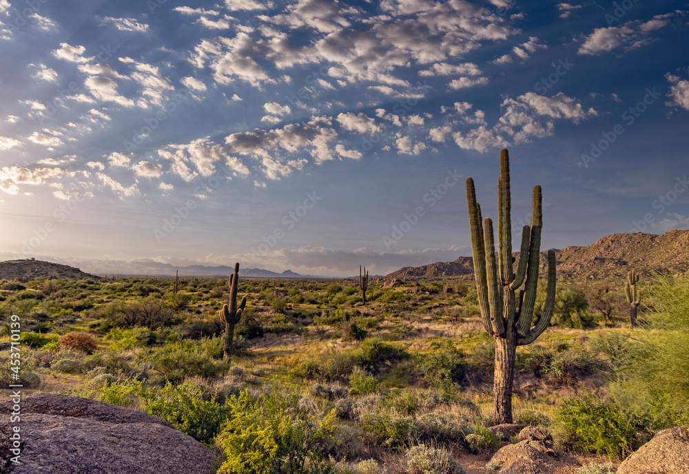 Arizona Desert Landscape In Morning With Cactus