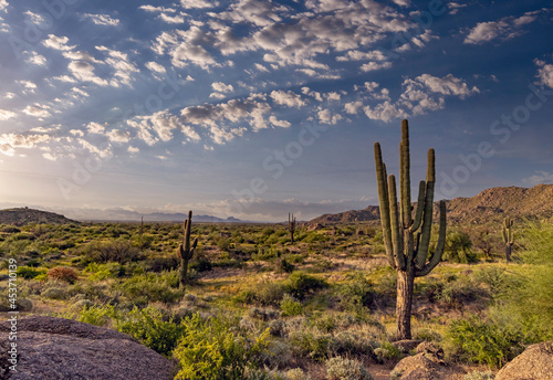Arizona Desert Landscape In Morning With Cactus © Ray Redstone