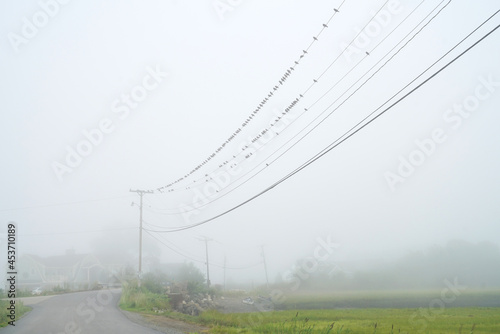 birds on power line in the fog