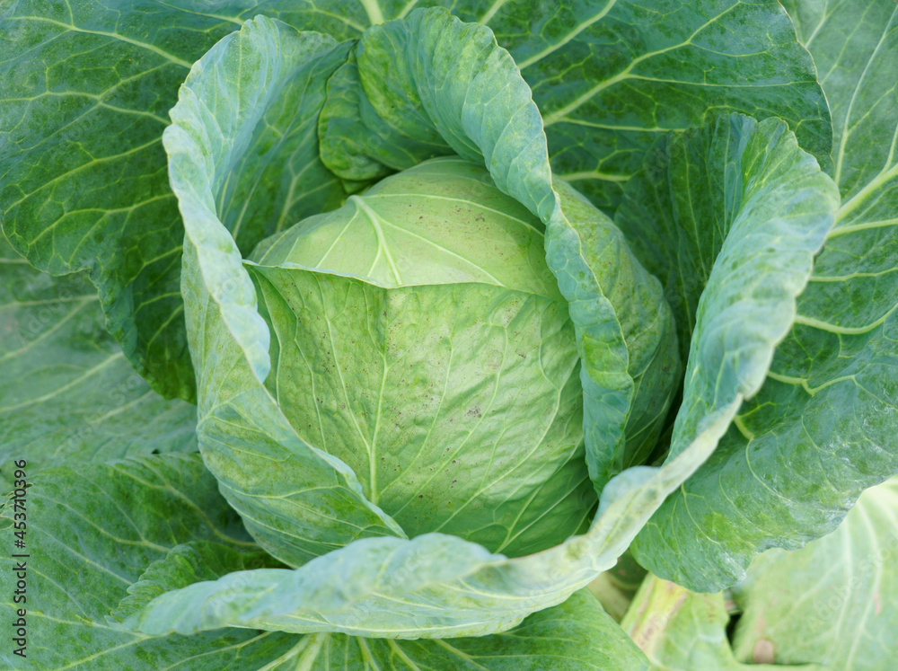close up on fresh cabbage close up on fresh cabbage