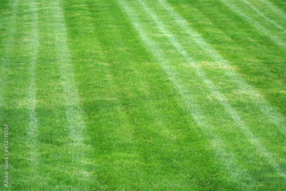 top view of real green grass background after mowing