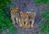 Three lion cubs on a river bank. Taken in Kenya
