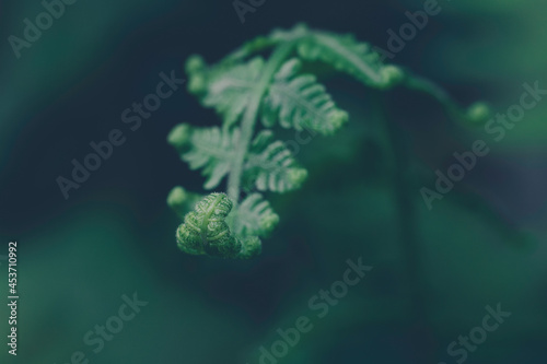 Young Fern Leaves Tropical Forest Background Image