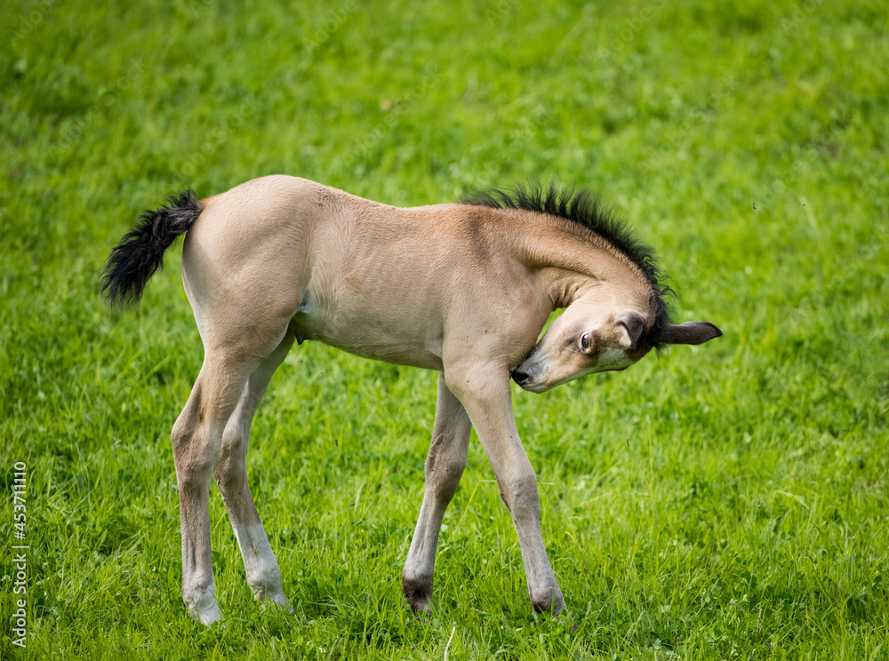 A young foal. Taken in Alberta, Canada A young foal. Taken in Alberta, Canada