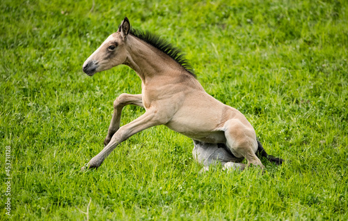 A young foal trying to stand up. 