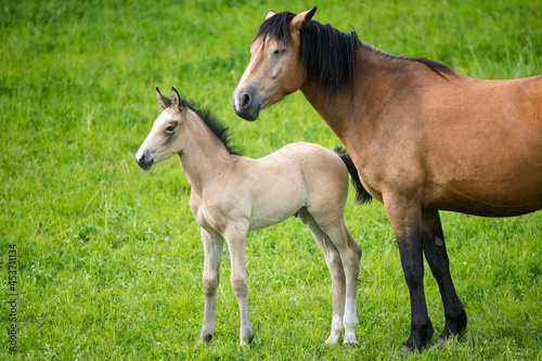 Fototapeta Naklejka Na Ścianę i Meble -  A young foal and its mother