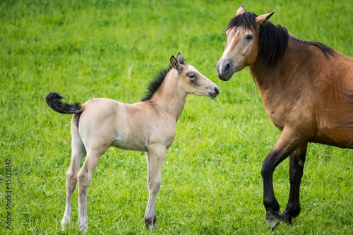A young foal with its mother © Stefon Linton