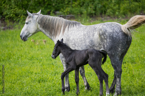 Canvas A young foal with its mother
