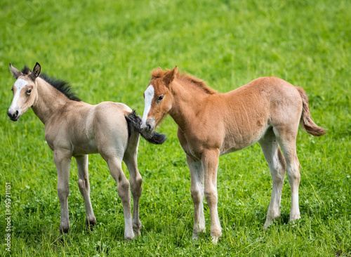 Two young foals in a field