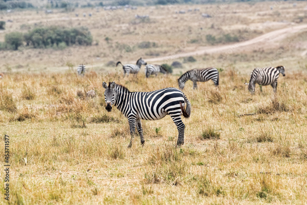 Fototapeta premium A Zebra standing in the Mara. taken in Kenya
