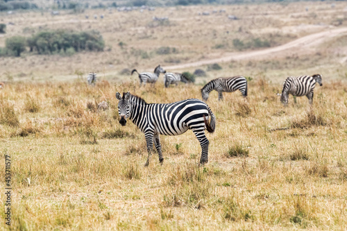 A Zebra standing in the Mara. taken in Kenya