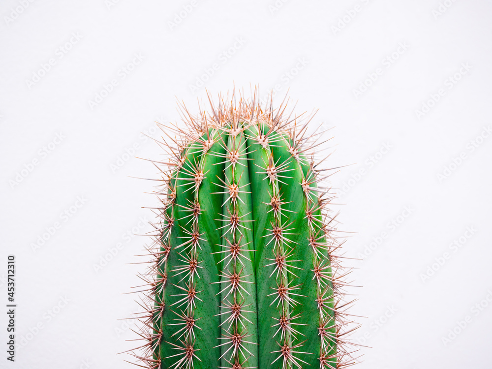 Obraz Close-up top of a growing green cactus plant cut out of white background, minimal style.
