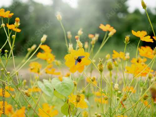 Beautiful flowers garden background. Yellow flowers outdoor garden and sky background with copy space.