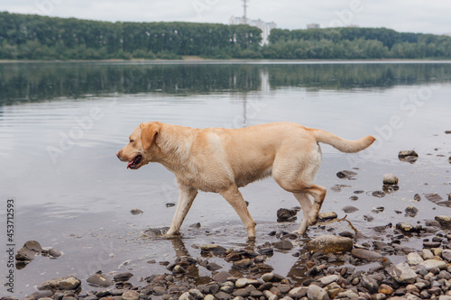 Labrador Retriever dog walking near the river.