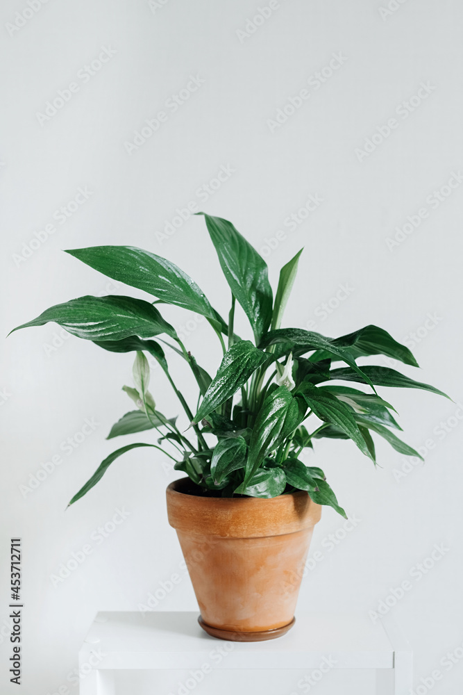 green house plant spathiphyllum in a stylish clay pot on a white background. landscaping of the house. an unpretentious plant. vertical content, selective focus