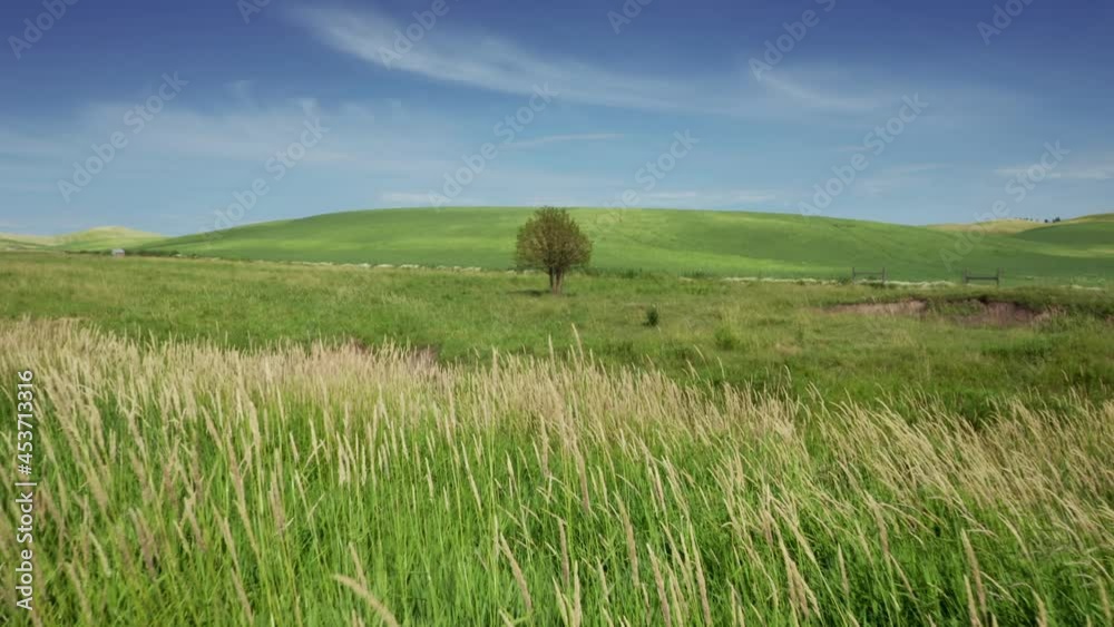 Aerial: Lonely tree, farm hills with wheat and clear blue sky, Washington, USA Aerial: Lonely tree, farm hills with wheat and clear blue sky, Washington, USA