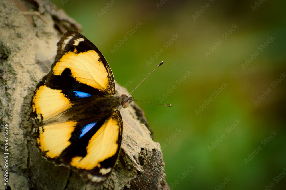 Fototapeta premium butterfly on a leaf