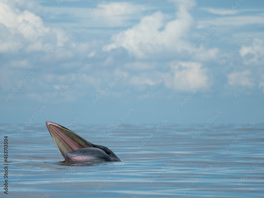 Fototapeta premium Bryde's whale in the Gulf of Thailand