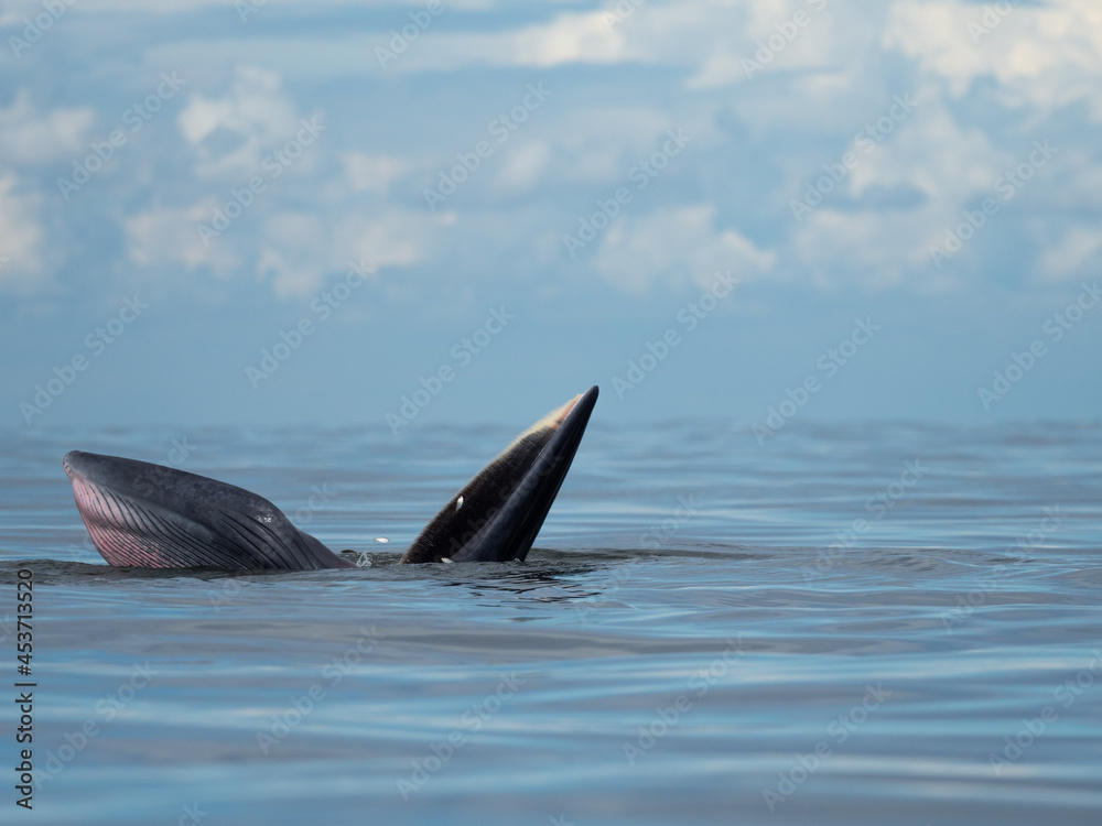 Obraz premium Bryde's whale in the Gulf of Thailand