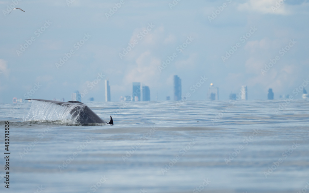 Fototapeta premium Bryde's whale in the Gulf of Thailand