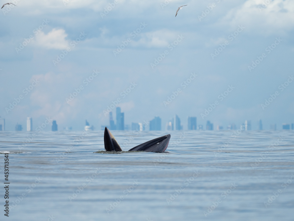 Naklejka premium Bryde's whale in the Gulf of Thailand