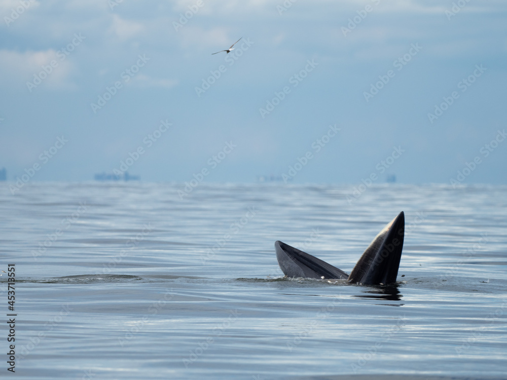 Fototapeta premium Bryde's whale in the Gulf of Thailand