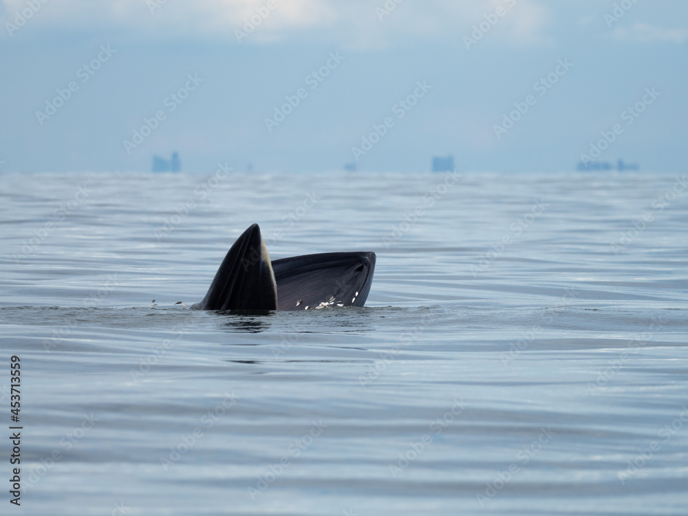 Fototapeta premium Bryde's whale in the Gulf of Thailand