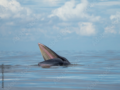 Bryde's whale in the Gulf of Thailand © Jatuporn
