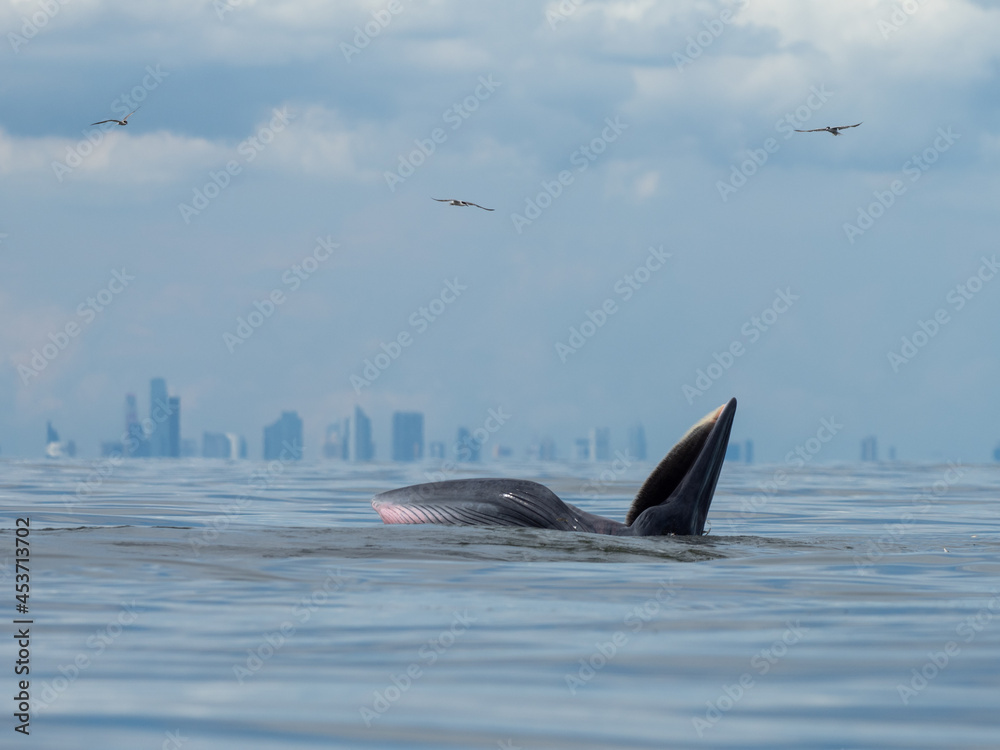 Fototapeta premium Bryde's whale in the Gulf of Thailand