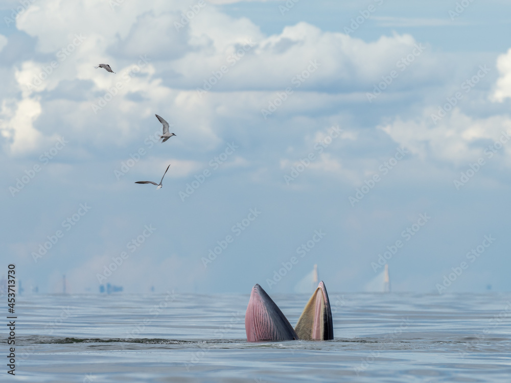 Naklejka premium Bryde's whale in the Gulf of Thailand