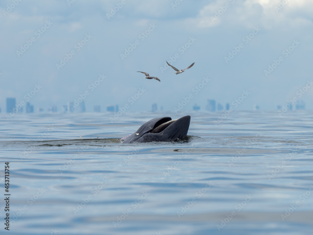 Fototapeta premium Bryde's whale in the Gulf of Thailand