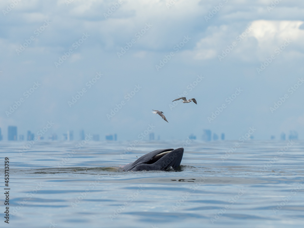 Naklejka premium Bryde's whale in the Gulf of Thailand