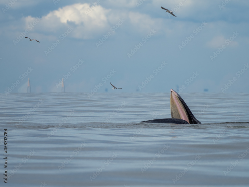 Naklejka premium Bryde's whale in the Gulf of Thailand