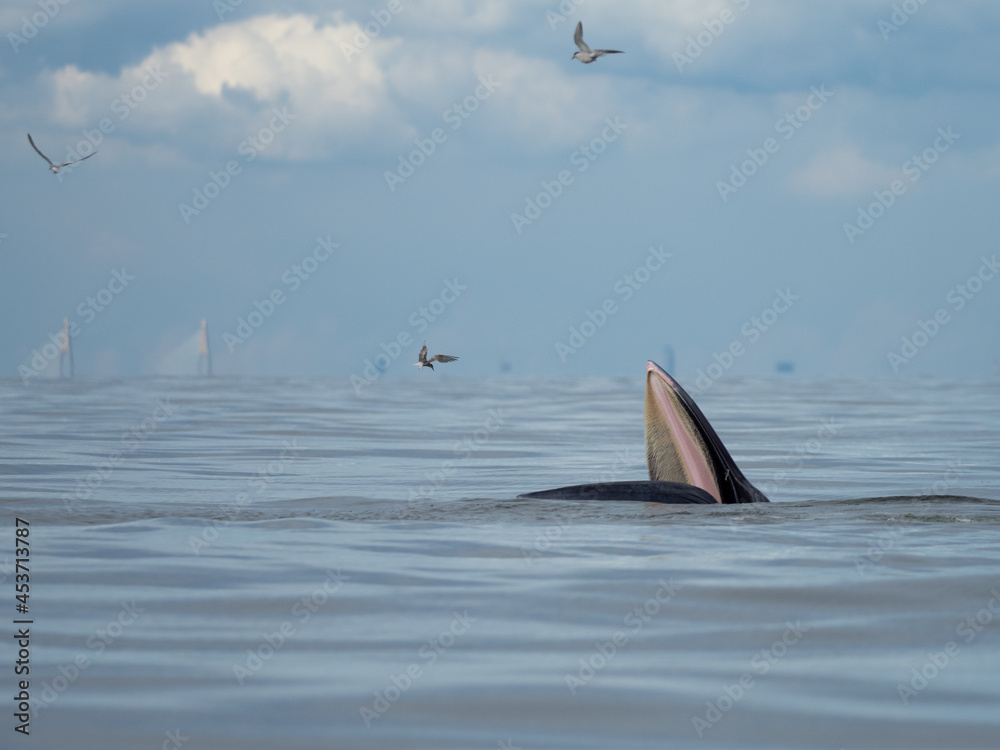 Naklejka premium Bryde's whale in the Gulf of Thailand