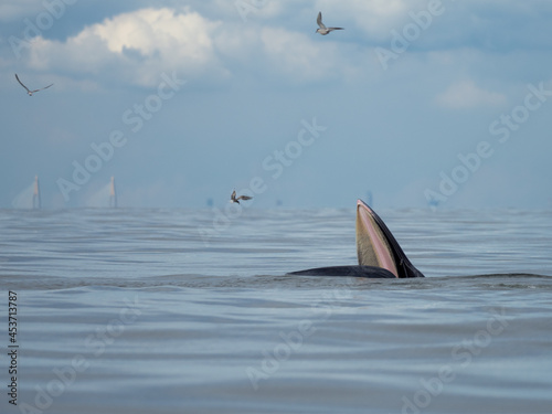 Bryde's whale in the Gulf of Thailand