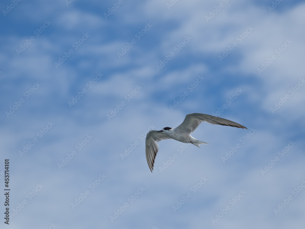 Fototapeta premium seagull flying high on the wind. flying gull. Seagull flying on beautiful blue sky and cloud.