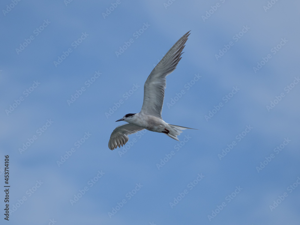 seagull flying high on the wind. flying gull. Seagull flying on beautiful blue sky and cloud. seagull flying high on the wind. flying gull. Seagull flying on beautiful blue sky and cloud.