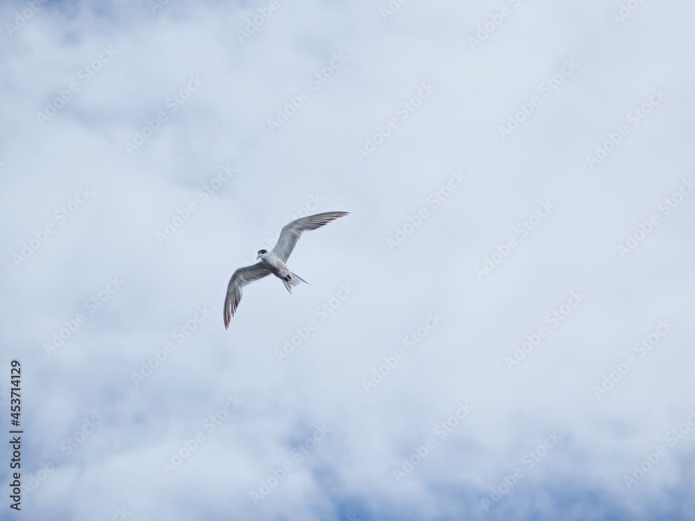 Obraz premium seagull flying high on the wind. flying gull. Seagull flying on beautiful blue sky and cloud.