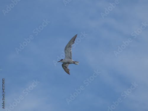 seagull flying high on the wind. flying gull. Seagull flying on beautiful blue sky and cloud.