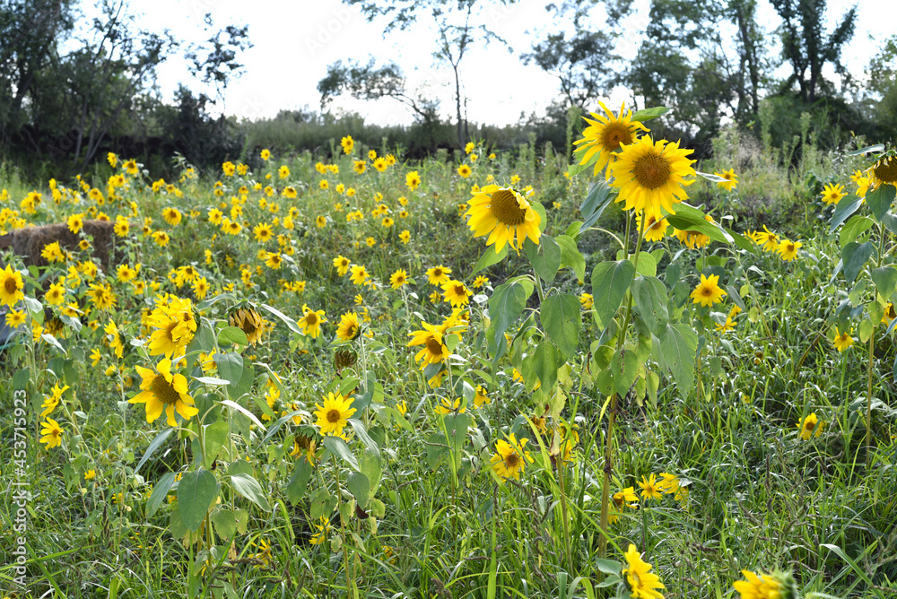 Obraz premium Field with many sunflowers without people