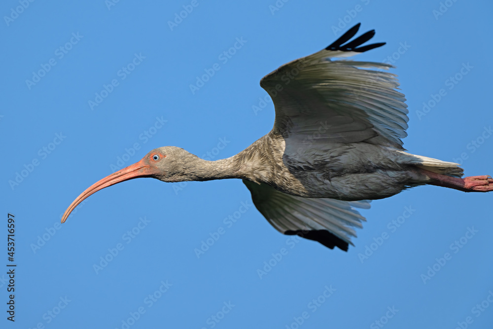 Obraz premium Juvenile White Ibis in Flight